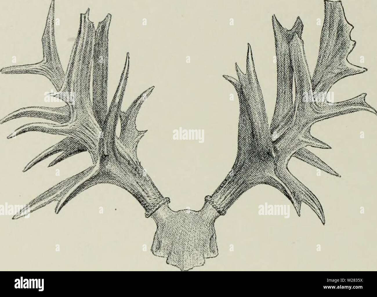 Archive image from page 351 of The deer of all lands;. The deer of all lands; a history of the family Cervidæ living and extinct  deerofalllandshi00lyde Year: 1898  286 American Deer Length along Outer Curve. Basal Circumference. Tip to Ti p. Widest inside. Number of Points. - i 24i 5 i 6 1 8 5-5 2 7 A 8 26 2 c j c-c 23 5i 4-5 6 ? 12 22f 20 20A 5-5 2 2 § si 25 28 2l| 5 16 5-5 Distribution. —In suitable localities throughout Brazil, and perhaps of Guiana, through Paraguay, Entre Rios and Uruguay to the Chaco, or I i hi    Fig. 75.—Malformed Antlers of Marsh-Deer. (Rowland Ward, Records of Big G Stock Photo