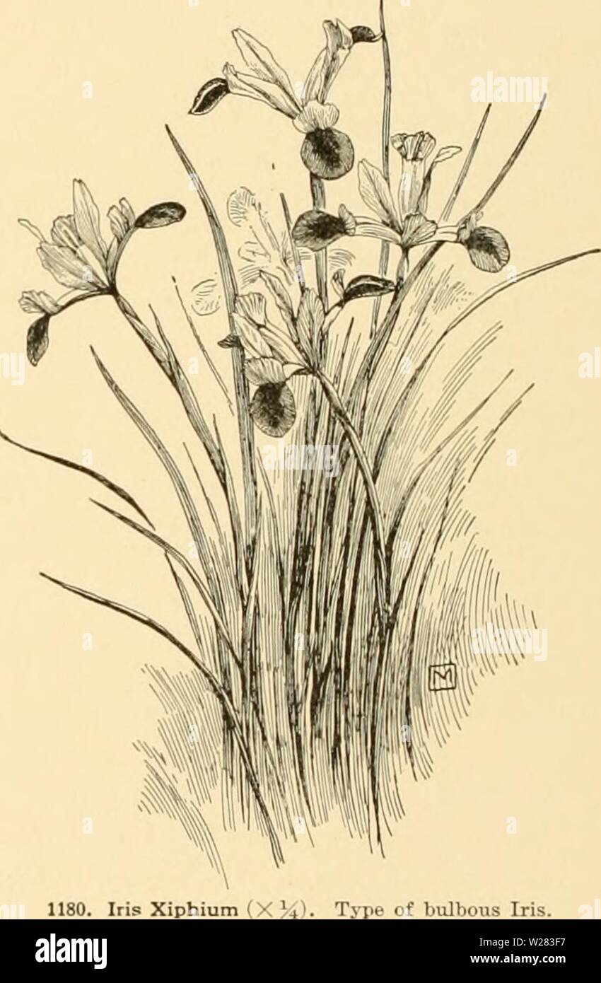 Archive image from page 353 of Cyclopedia of American horticulture . Cyclopedia of American horticulture : comprising suggestions for cultivation of horticultural plants, descriptions of the species of fruits, vegetables, flowers, and ornamental plants sold in the United States and Canada, together with geographical and biographical sketches  cyclopediaofame02bail Year: 1906  73: :7(&gt;. (ill. 111:49. I.H. 19: lOii. (i.e. II. 11:693. F. 1873:2.5. P.M. 1875: 168. -Hardy. 77. Su8i4na, Linn. Mourning Iris. Fig. 1179. Lvs. very glau- cous, 6-9 in. long, nearly 1 in. broad : outer seg- ments obova Stock Photo