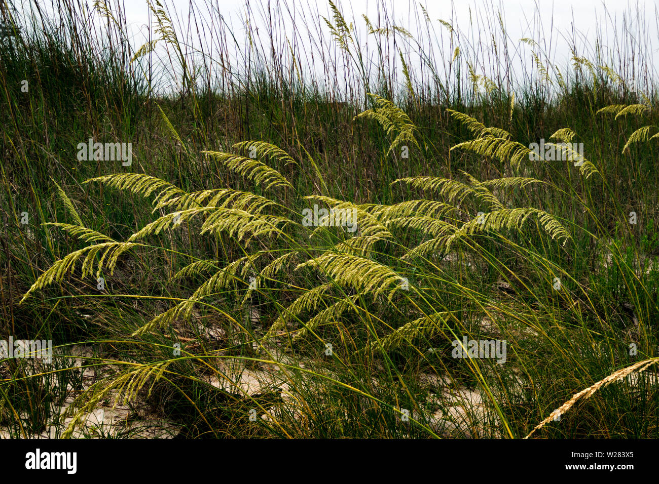 Sea Oats on the dunes at Fort Morgan, Alabama. Stock Photo