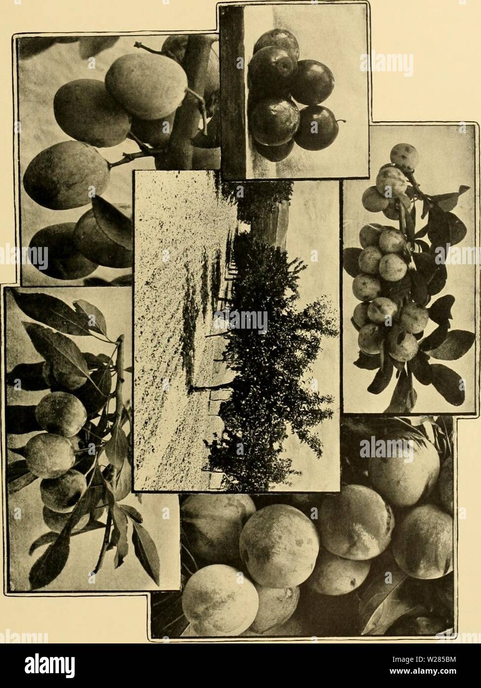 Archive image from page 364 of Cyclopedia of American horticulture . Cyclopedia of American horticulture : comprising suggestions for cultivation of horticultural plants, descriptions of the species of fruits, vegetables, flowers, and ornamental plants sold in the United States and Canada, together with geographical and biographical sketches cyclopediaofame03bail Year: 1906 Stock Photo