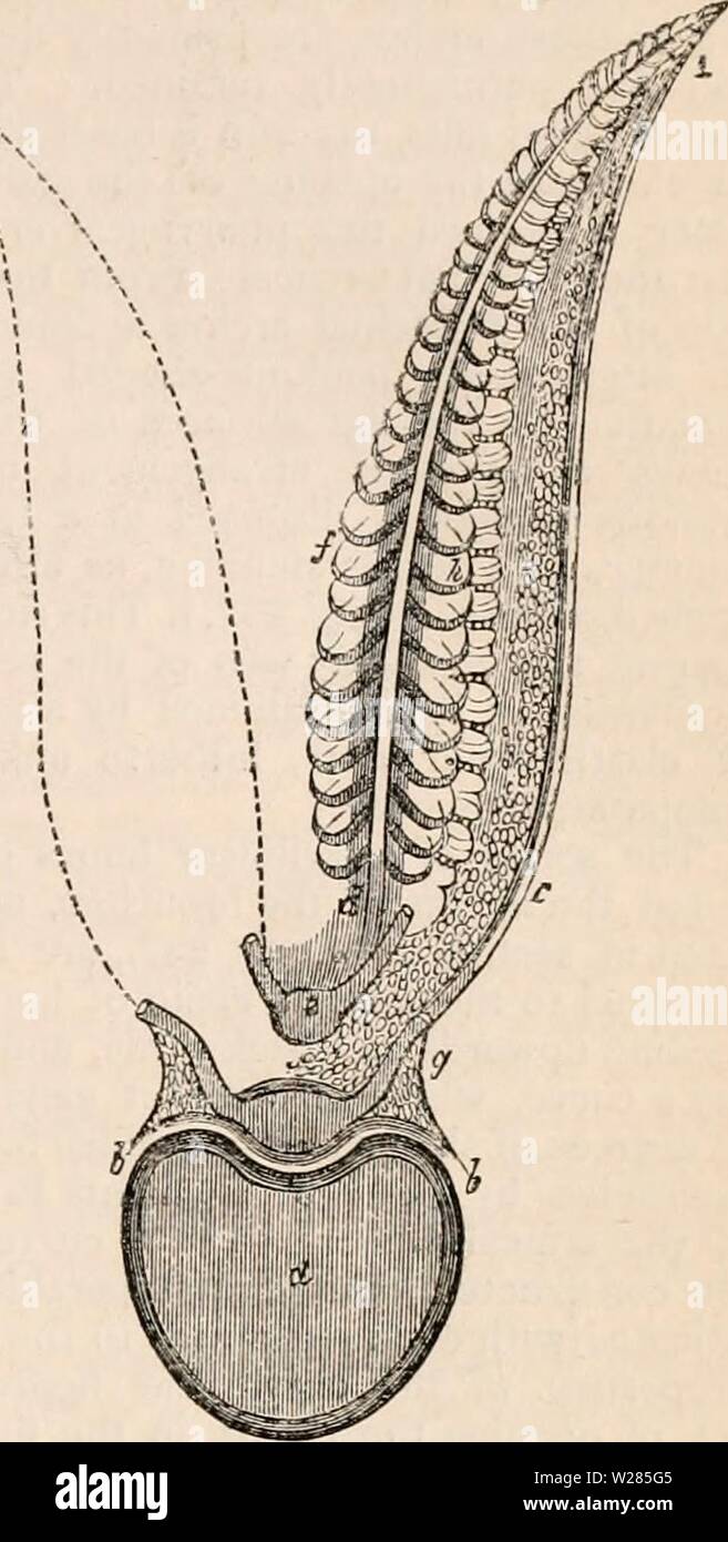 Archive image from page 364 of The cyclopædia of anatomy and Stock Photo