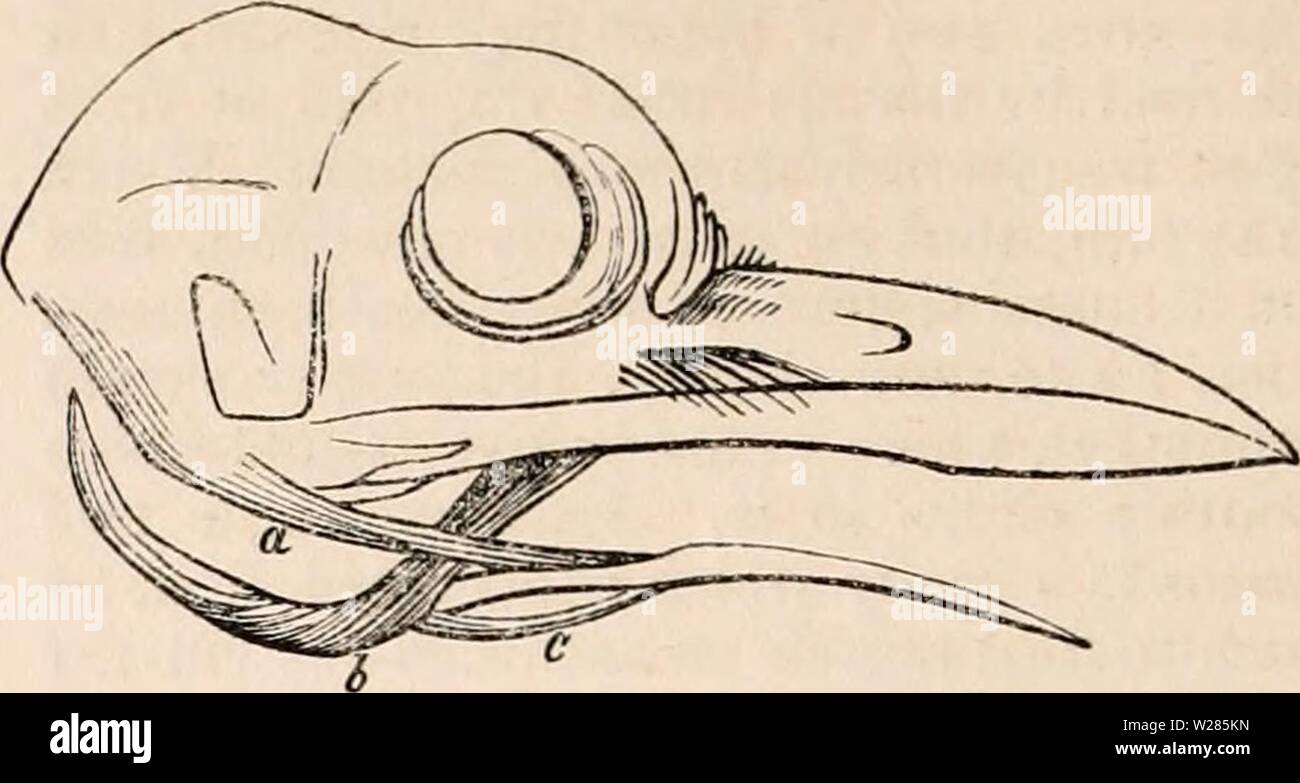 Archive image from page 365 of The cyclopædia of anatomy and. The cyclopædia of anatomy and physiology  cyclopdiaofana0402todd Year: 1849  1150 TONGUE. movement, and, in an instant, the tongue has been shot out, has again disappeared, and with it its prey has disappeared too, the whole being performed with a velocity that startles one afresh every time it is witnessed. Aves.—The tongue of birds may be stated, in general, to be, like that of reptiles, prehensile and non-gustatory. Taste and mastication, or, at any rate, taste and some delay of the food in the mouth, always go together; in birds Stock Photo