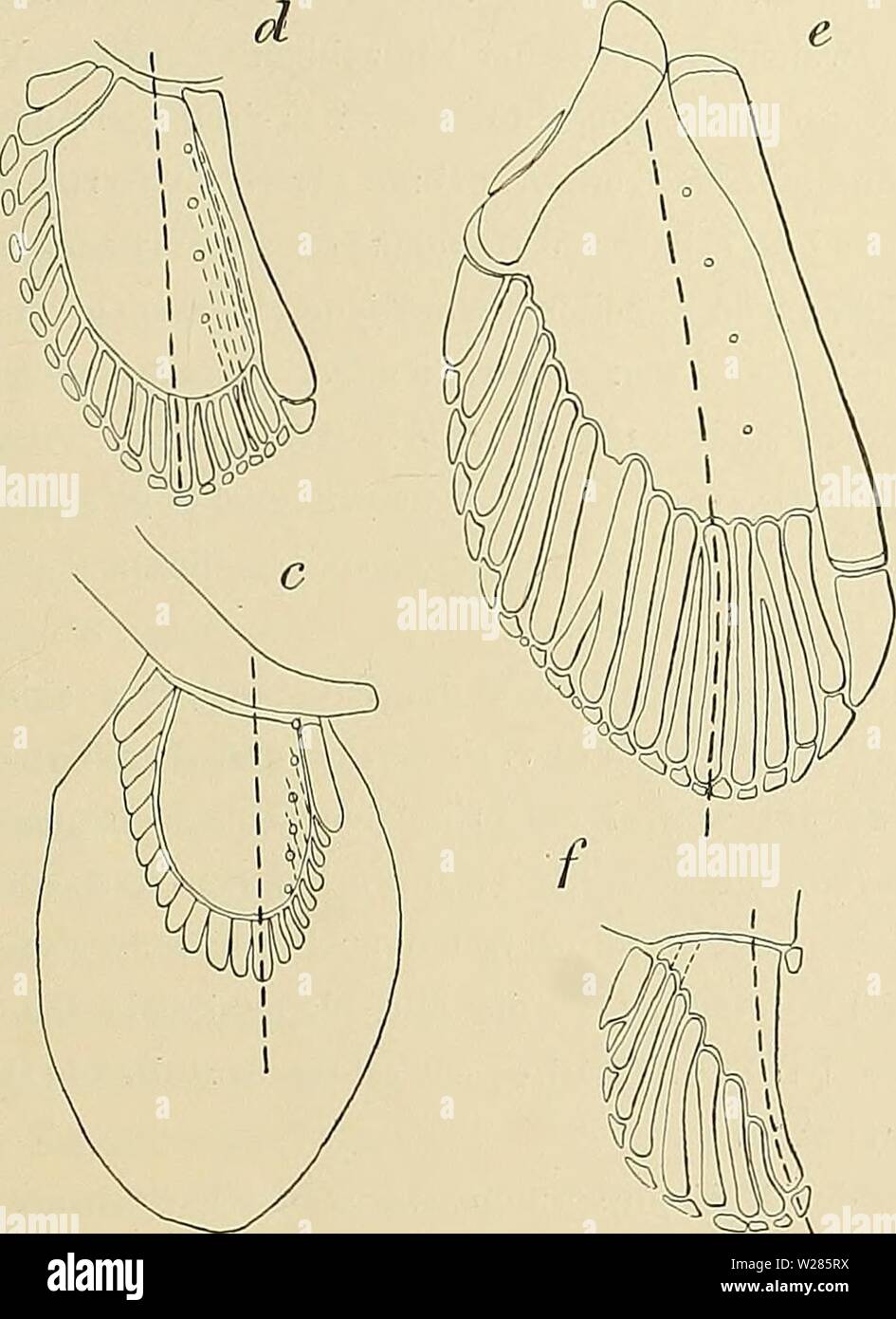 Archive image from page 366 of Denkschriften der Medicinisch-Naturwissenschaftlichen Gesellschaft zu. Denkschriften der Medicinisch-Naturwissenschaftlichen Gesellschaft zu Jena denkschriftender413medi Year: 1879 I) Ich habe in Textfigur 19, p. 229 die Axe mit ? versehen, um damit auszudrücken, dass ich die Lage desselben genau an dieser Stelle nicht vertreten möchte. Vergl. p. 230 Anm. 3. Stock Photo