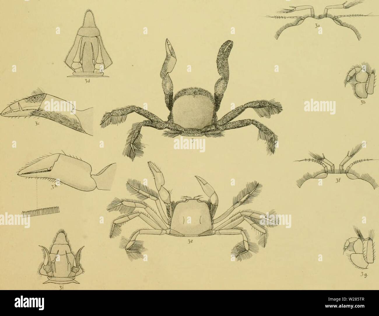 Archive image from page 366 of The Decapoda Brachyura of the Stock Photo