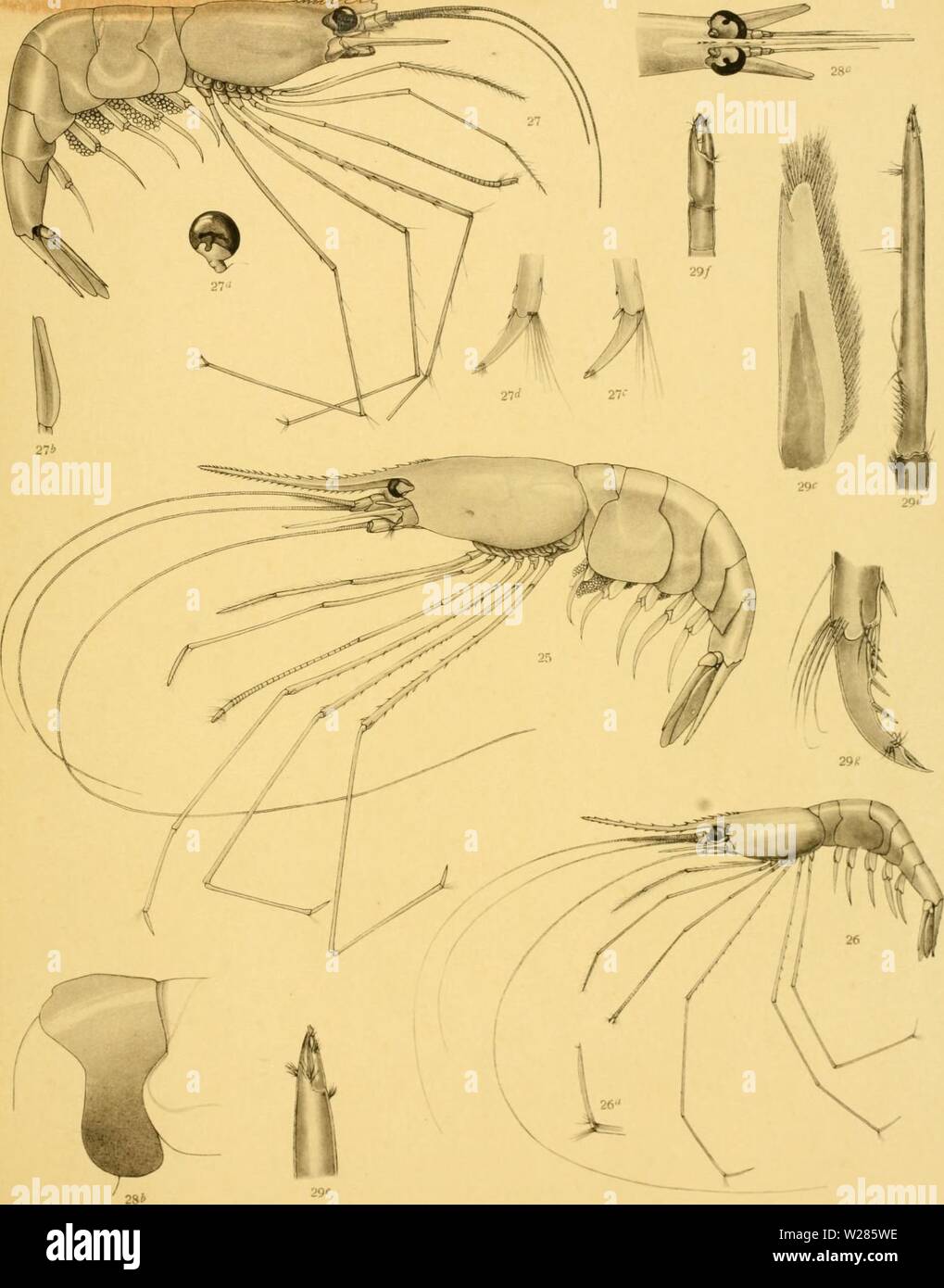 Archive image from page 366 of The Decapoda of the Siboga Stock Photo