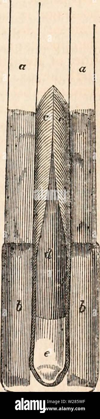 Archive image from page 366 of The cyclopædia of anatomy and Stock Photo