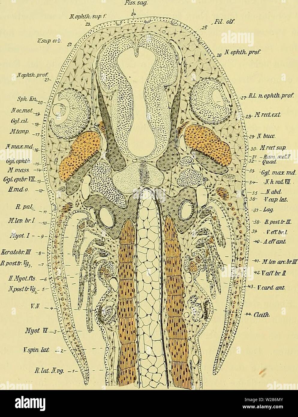 Vena lateral hires stock photography and images Alamy