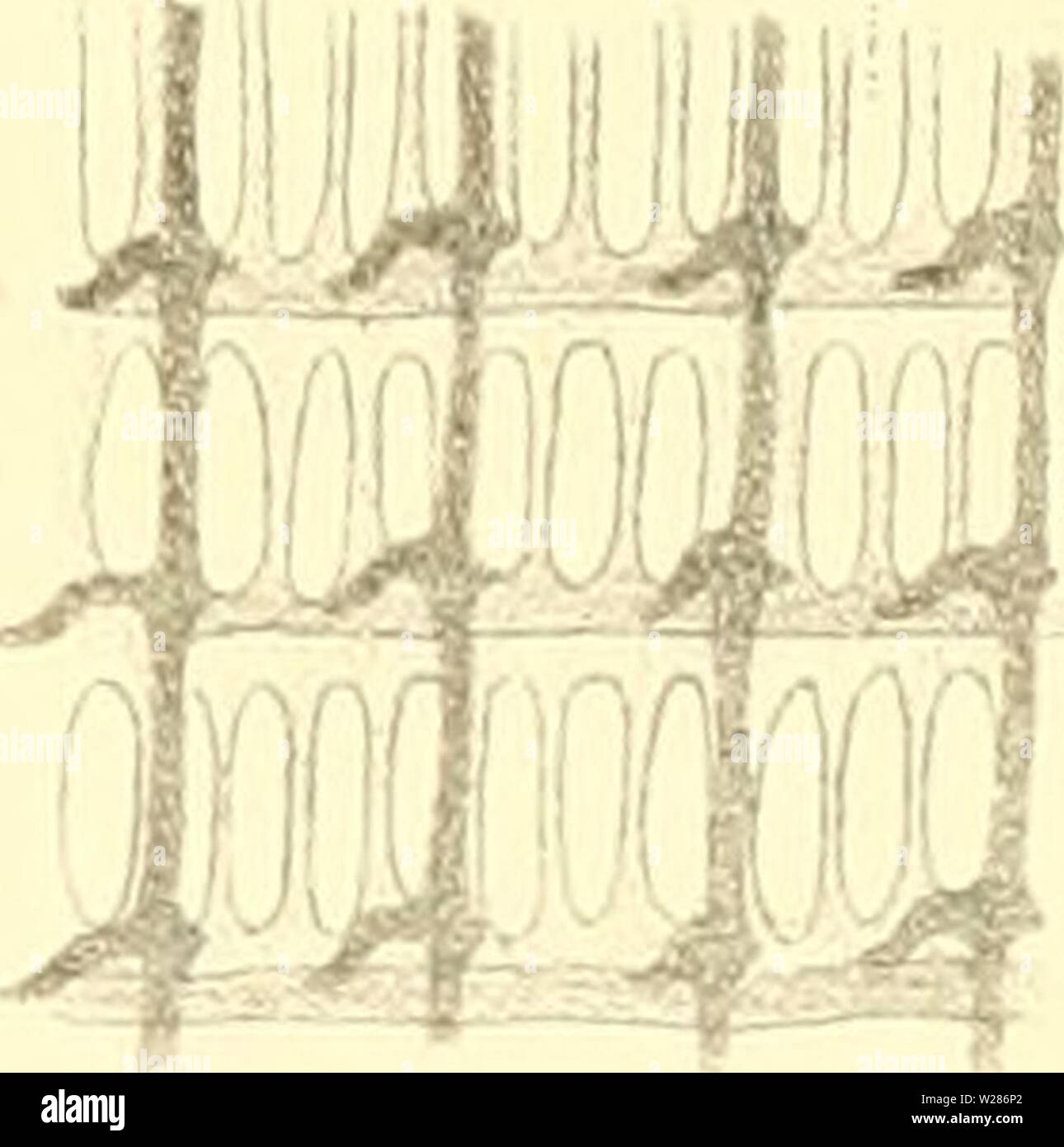Archive image from page 372 of Denkschriften - Österreichische Akademie der. Denkschriften - Ãsterreichische Akademie der Wissenschaften denkschriftens341875akad Year: 1850 ,£â W/ ... § 10. Stock Photo
