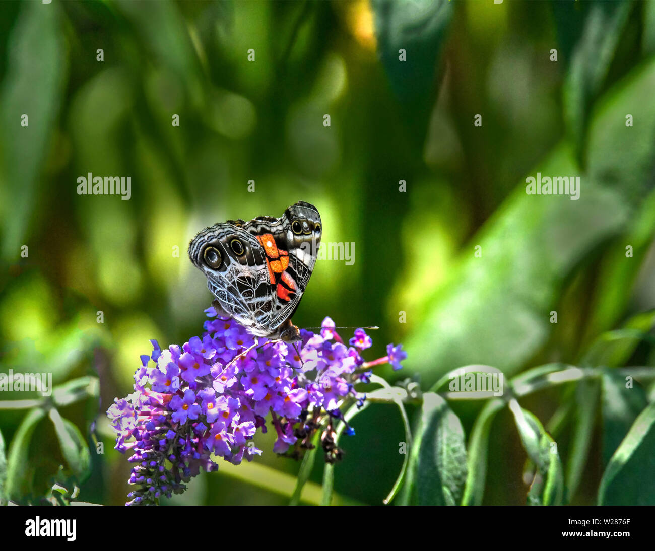 A butterfly sitting on a purple flower Stock Photo - Alamy