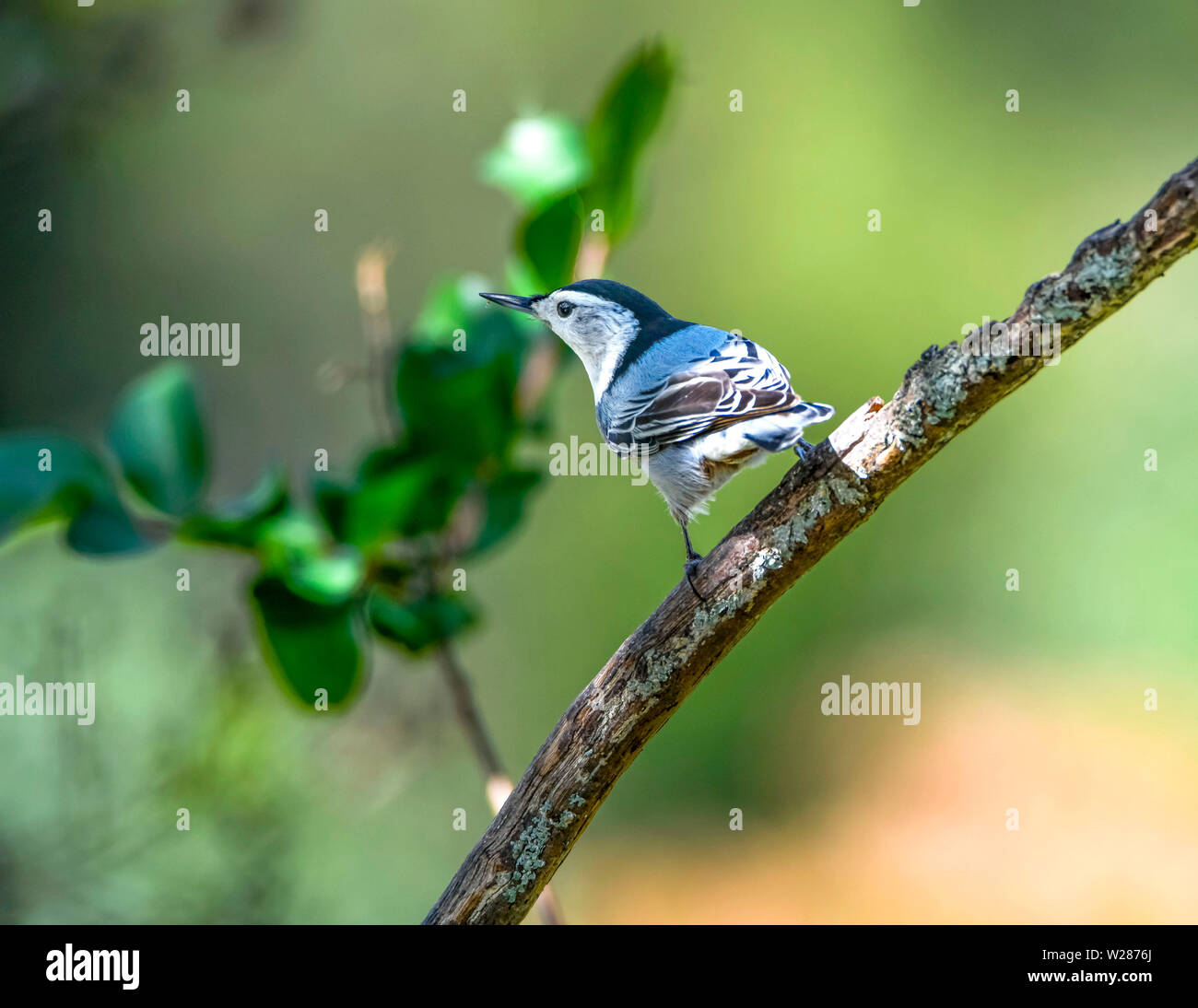 White-breasted nuthatch sitting on a dead tree limb. Stock Photo