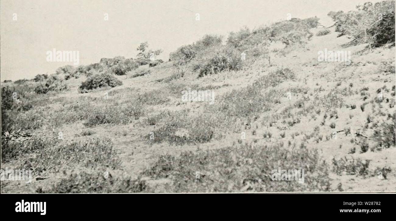 Archive image from page 376 of Dansk botanisk arkiv (1913-1981). Dansk botanisk arkiv  danskbotaniskark02dans Year: 1913-1981  Fig. 1. Salt-pan formation at Port Hedland. Low cushions of Arthro- cnemum species, higher of Atriplex elachophyllum. (3. Nov. 1914). Photo. by C. H. O.    Fig. 2. Sand-dune at Carnarvon: dune depression in the foreground, dune shrubs on the slope. (31. Octob. 1914). Photo, by C. H. O. Stock Photo