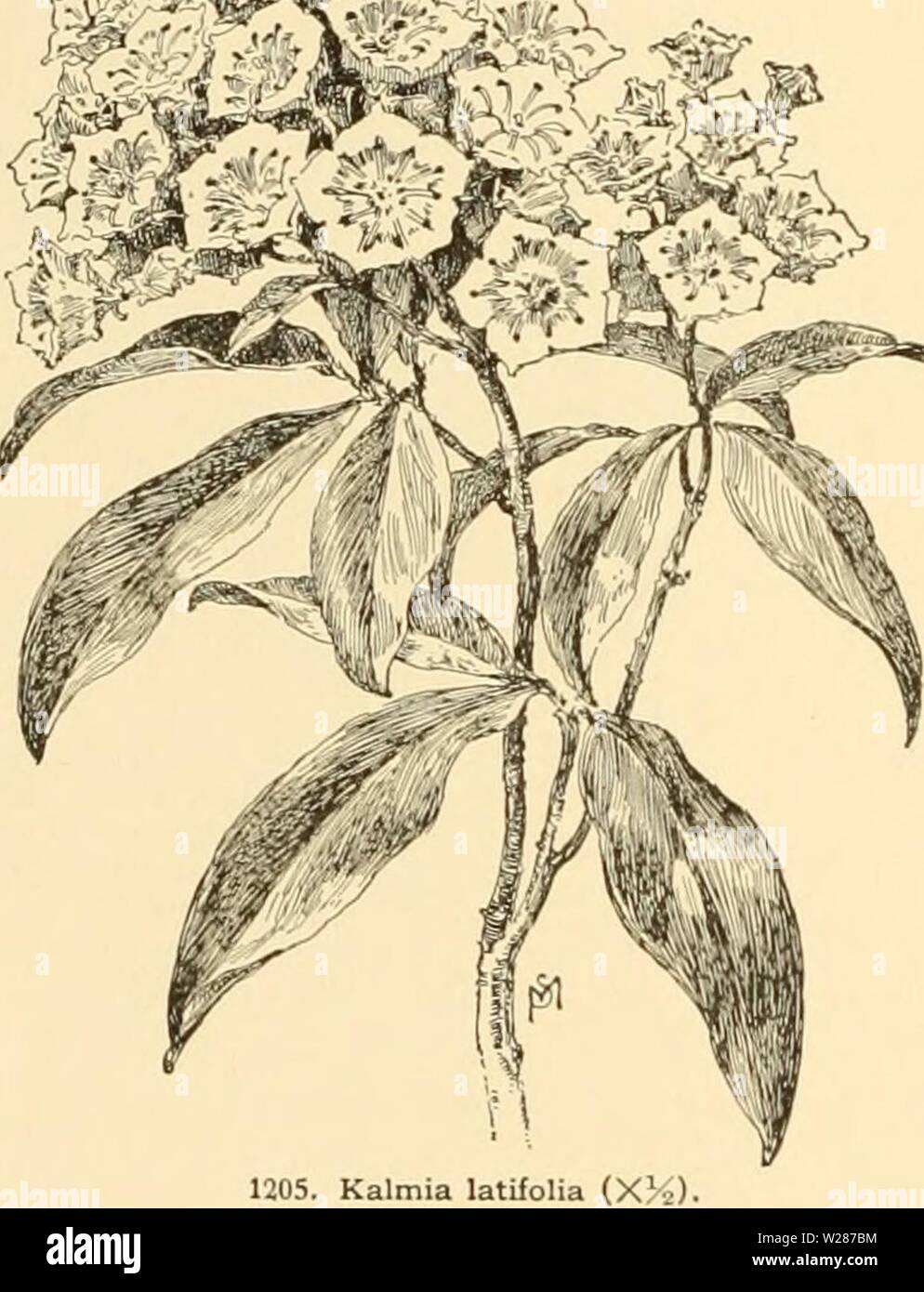 Archive image from page 377 of Cyclopedia of American horticulture . Cyclopedia of American horticulture : comprising suggestions for cultivation of horticultural plants, descriptions of the species of fruits, vegetables, flowers, and ornamental plants sold in the United States and Canada, together with geographical and biographical sketches  cyclopediaofame02bail Year: 1906  854 KALMIA decorative, contrasting well with the red and yellowish branches. The species is also easily forced and makes a very handsome pot-plant. The other species are pretty border plants for evergreen shrubberies. The Stock Photo