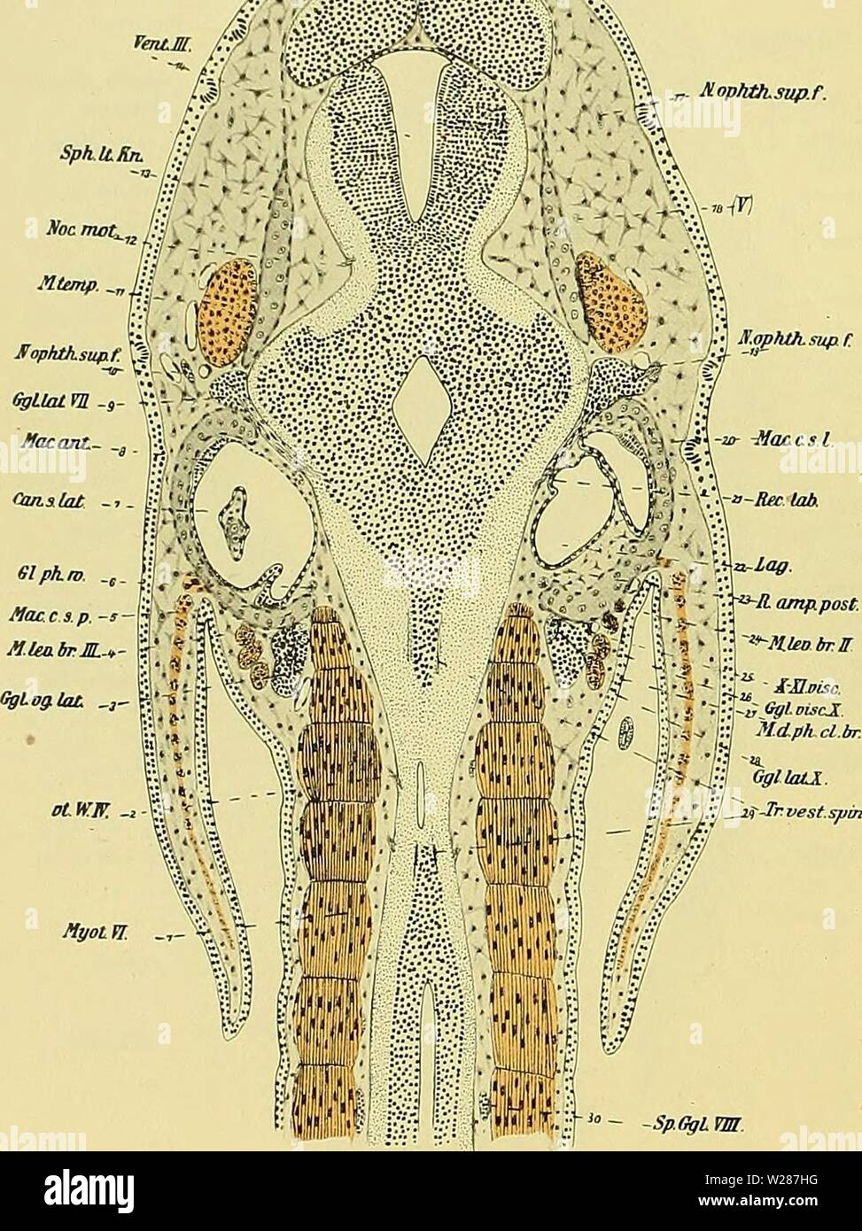 Archive image from page 377 of Denkschriften der Medicinisch-Naturwissenschaftlichen Gesellschaft zu. Denkschriften der Medicinisch-Naturwissenschaftlichen Gesellschaft zu Jena denkschriftender47medi Year: 1879 1302 Entwicklungsgeschichte des Kopfes und des Blutgefässsystems von Ceratodus forsteri. 642 '/v'tSffik fc HophOLsup.f. Sph.lt Kn. (35i 38' 8) durch die Bündel des Opercularis hindurch. Die gemischte Wurzel des Glossopharyngeus ist vom Knorpel umwachsen worden und verläuft an der Innenseite der Labyrinthschale, woselbst sie den Ramus ampullaris posterior (9) überkreuzt. Der ovale Durc Stock Photo