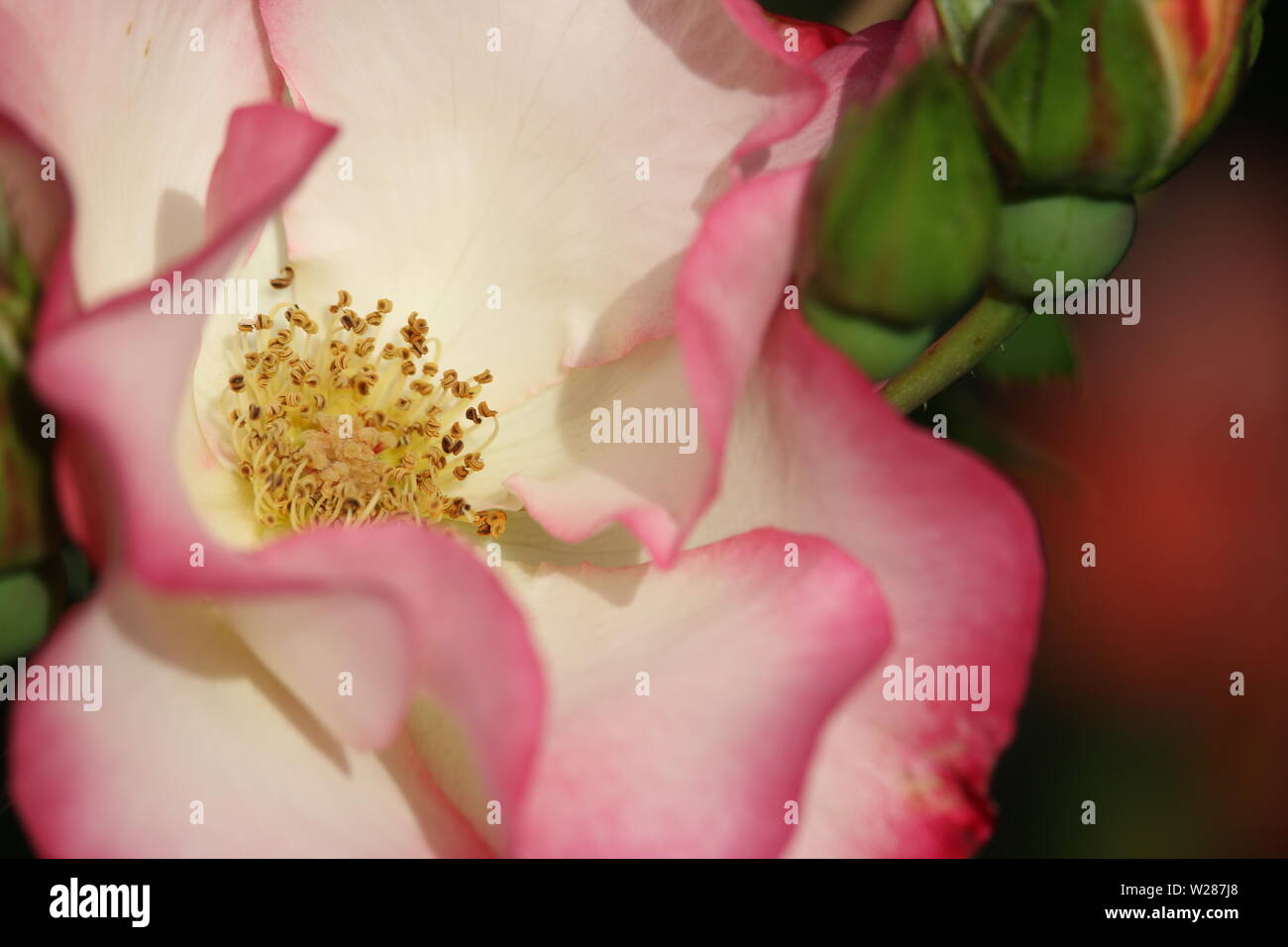 Pink white rose petals hi-res stock photography and images - Alamy