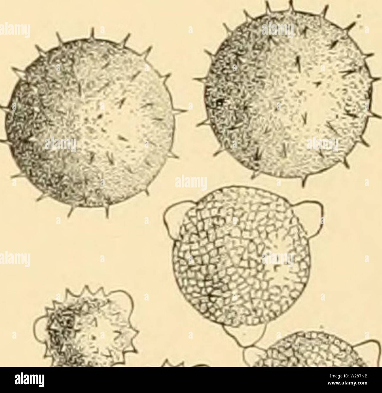 Archive image from page 379 of Cyclopedia of American horticulture Stock Photo