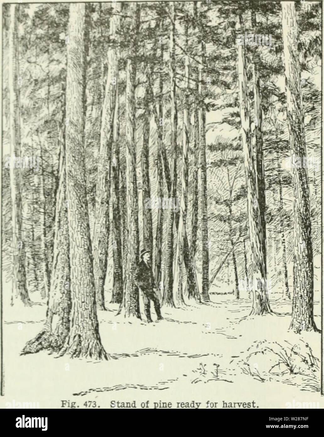 Archive image from page 379 of Cyclopedia of farm crops Stock Photo