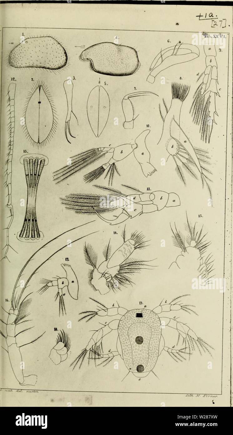 Archive image from page 380 of De crustaceis ex ordinibus tribus. De crustaceis ex ordinibus tribus : Cladocera, Ostracoda et Copepoda in Scania occurrentibus = om, De inom Skåne förekommande crustaceer af ordningarne : Cladocera, Ostracoda och Copepoda  decrustaceisexor00lilj Year: 1853 Stock Photo