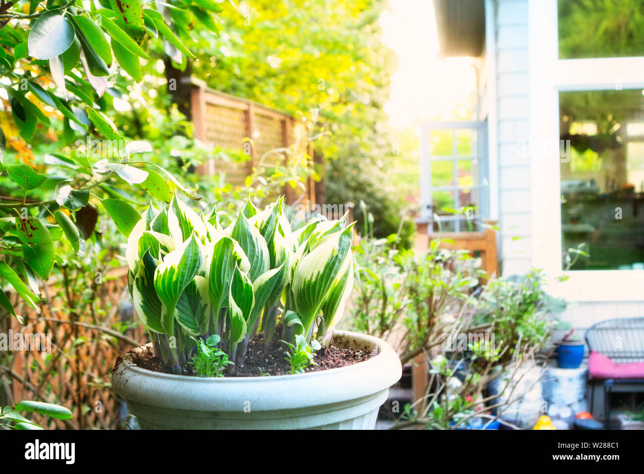 Warm evening light filling the backyard with a pot of young hosta plant in the foreground Stock Photo