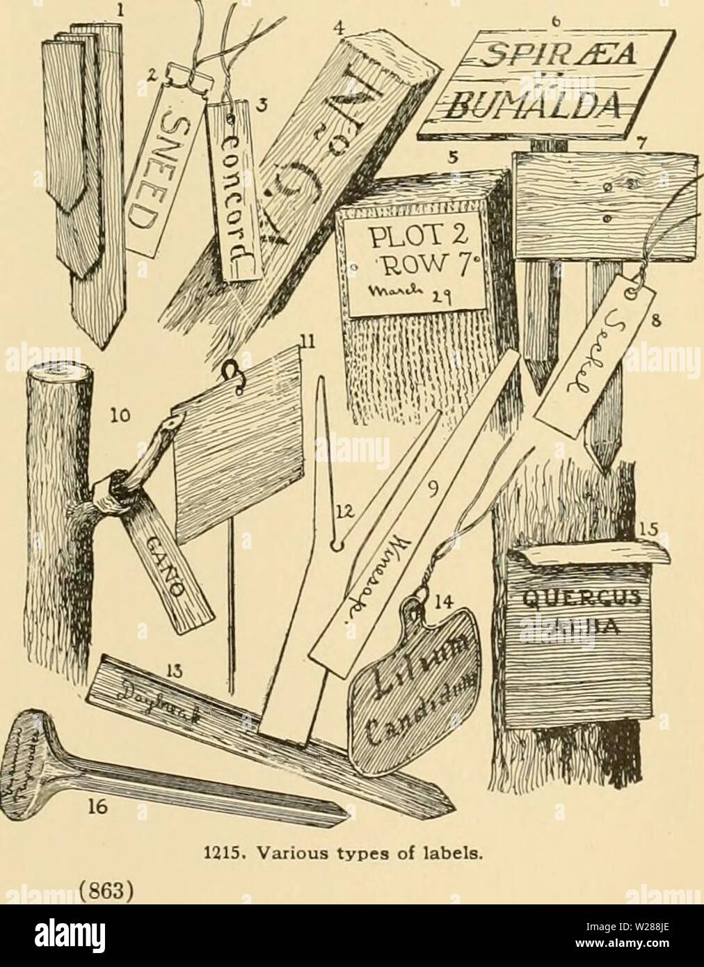 Archive image from page 386 of Cyclopedia of American horticulture Stock Photo