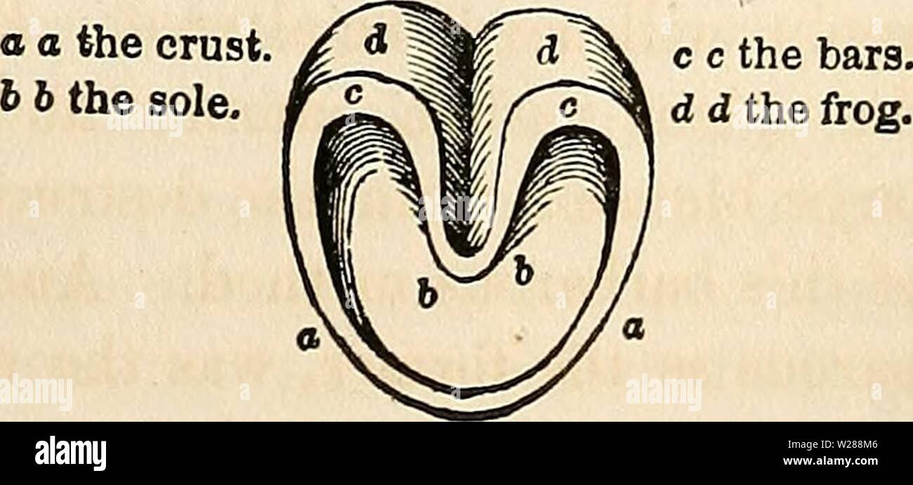 Archive image from page 386 of Dadd's theory and practice of Stock Photo