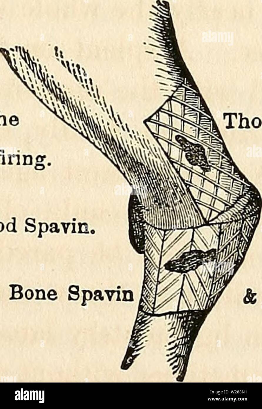 Archive image from page 386 of Dadd's theory and practice of Stock Photo