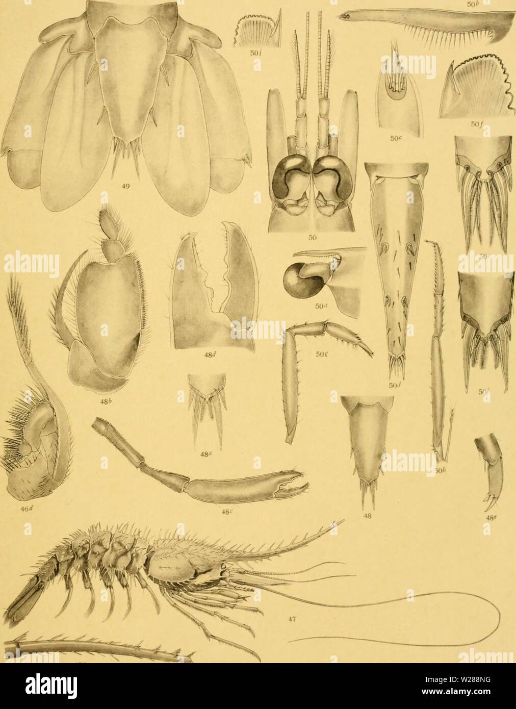 Archive image from page 386 of The Decapoda of the Siboga Stock Photo