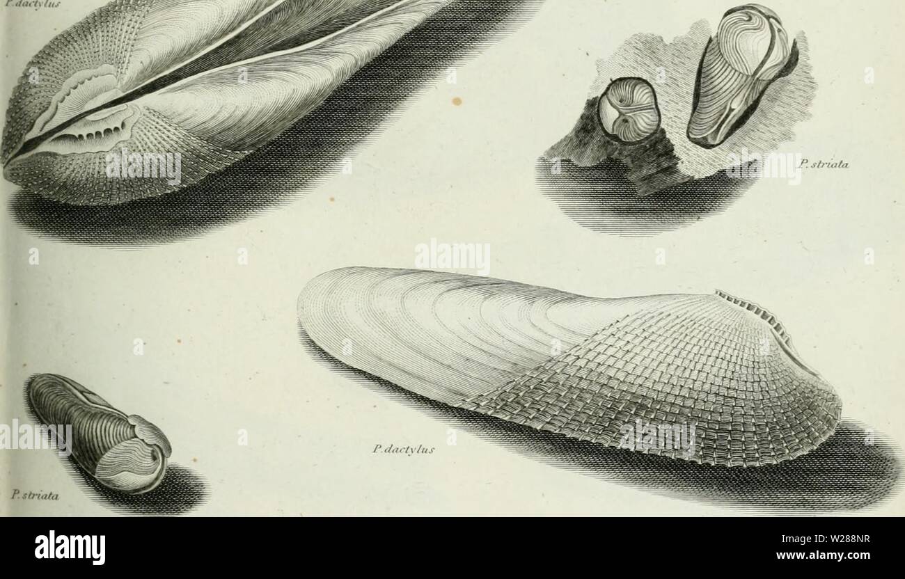 Archive image from page 386 of The cyclopaedia; or, Universal dictionary Stock Photo