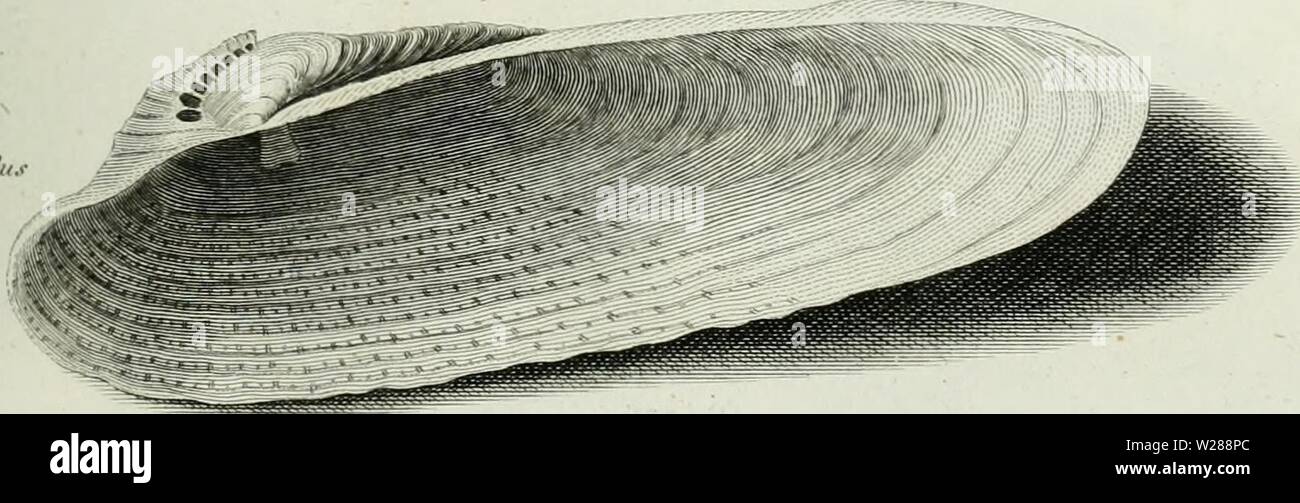 Archive image from page 386 of The cyclopaedia; or, Universal dictionary Stock Photo