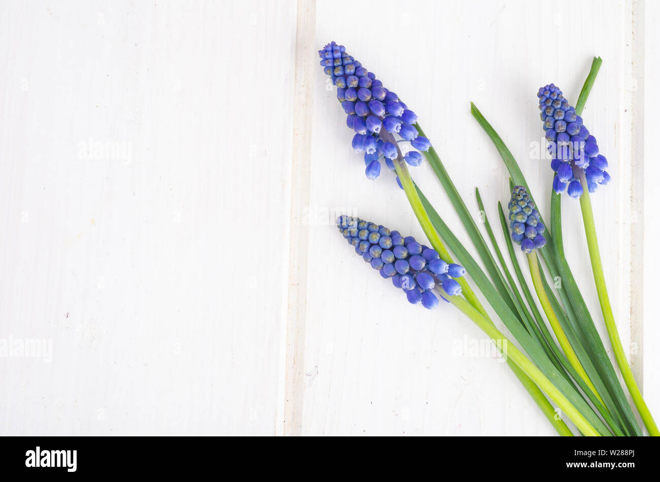 Blue spring flowers muscari on white background Stock Photo - Alamy