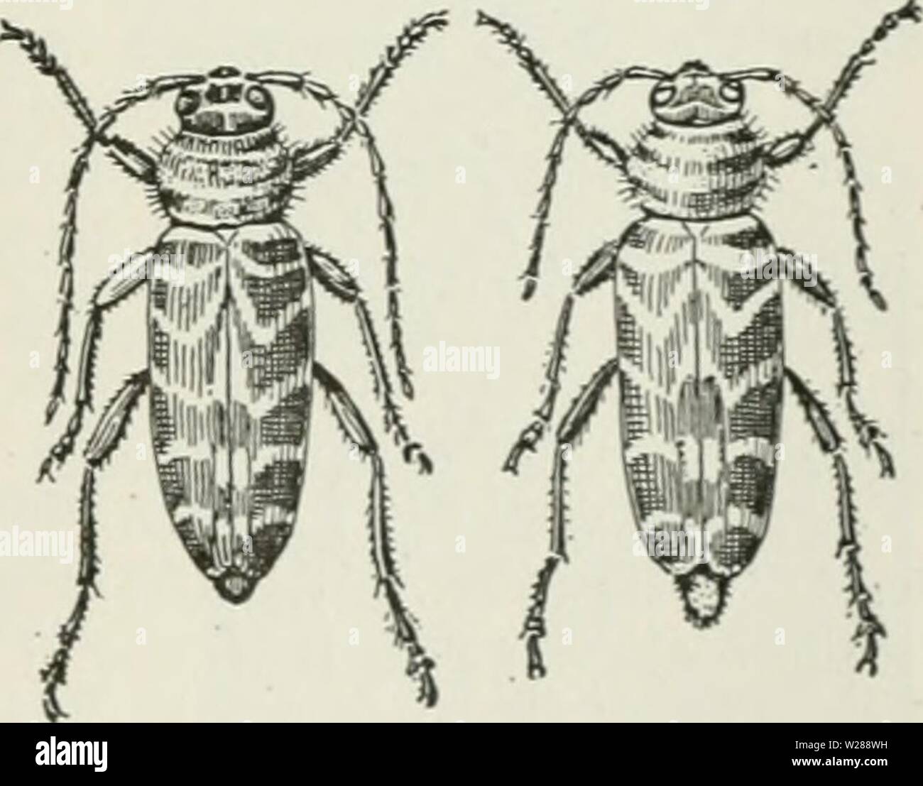 Archive image from page 388 of Cyclopedia of farm crops Stock Photo
