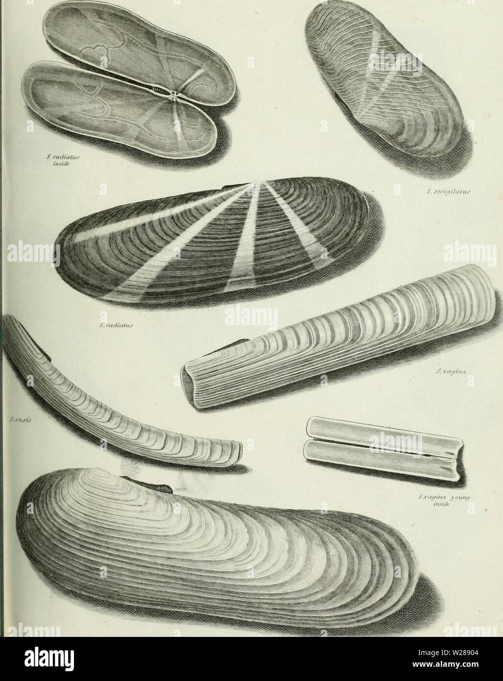 Archive image from page 388 of The cyclopaedia; or, Universal dictionary Stock Photo