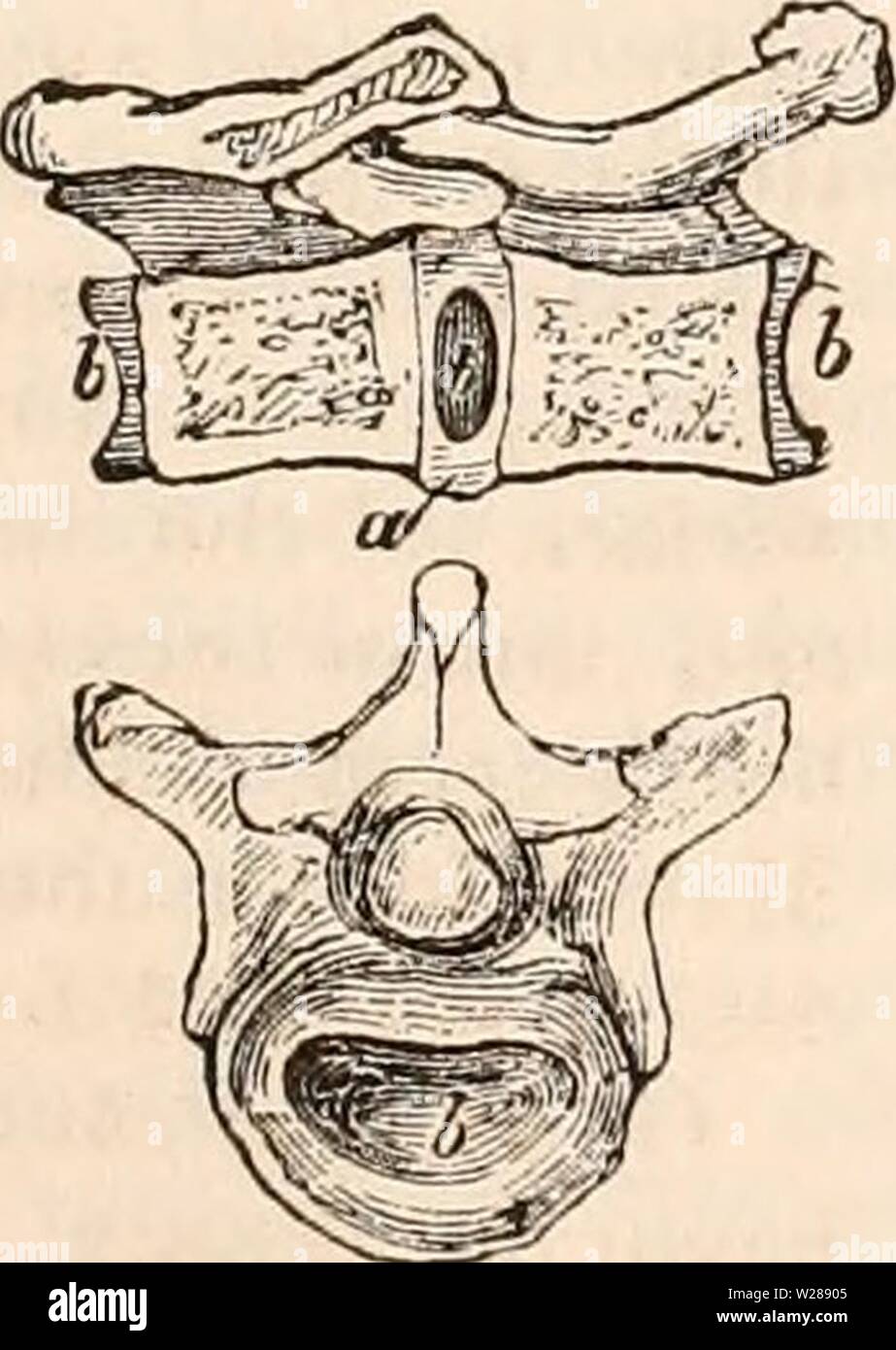 Archive image from page 388 of The cyclopædia of anatomy and Stock Photo