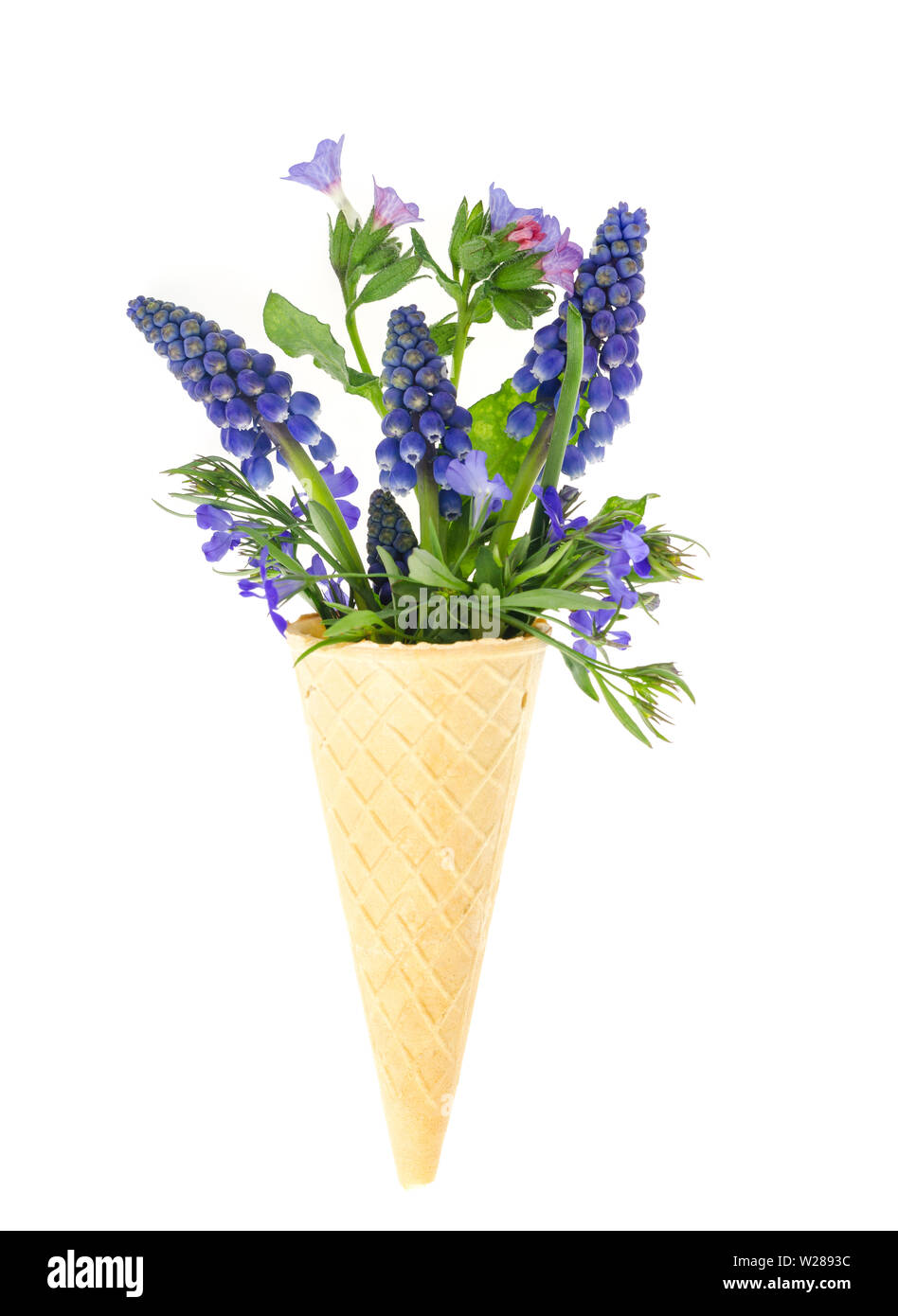 Beautiful wild flowers blue muscari Cut Out Stock Images & Pictures - Alamy