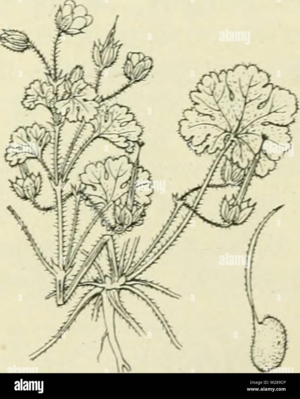 Archive image from page 392 of De flora van Nederland (1909-11). De flora van Nederland  defloravannederl02heuk Year: 1909-11.  Geranium silvaticum Fig. 435. Of G. rotundifÃ³lium -; L. R o n d b 1 a d-o oievaarsbek (fig. 436). Deze soort komt nog al met G. pusillum en O. molle overeen, doch wijkt o.a. af door de iets grootere, roseroode, ongedeelde kroonbladen en de slechts gelobde bladen. Uit den penwortel komen uitgespreid vertakte, zacht behaarde stengels, die liggend, opstijgend of rechtopgaand zijn. De geheele plant is door afstaande haren zacht behaard en daartusschen komen naar boven kl Stock Photo