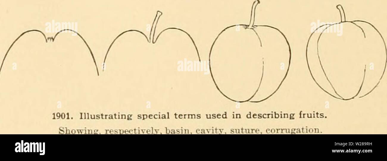 Archive image from page 395 of Cyclopedia of American horticulture Stock Photo