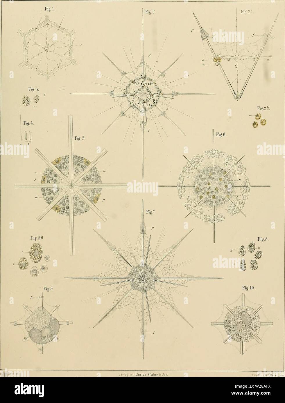 Archive image from page 400 of Denkschriften der Medicinisch-Naturwissenschaftlichen Gesellschaft zu. Denkschriften der Medicinisch-Naturwissenschaftlichen Gesellschaft zu Jena denkschriftender02medi Year: 1879 Hertwig, Radiolarieu. (JEN.DENKSCHRIFTEN.BaiTanT.) Verlag von Gustav Fischer in Jena. Lith.Anst.v.G.C.MiillerJena. Stock Photo