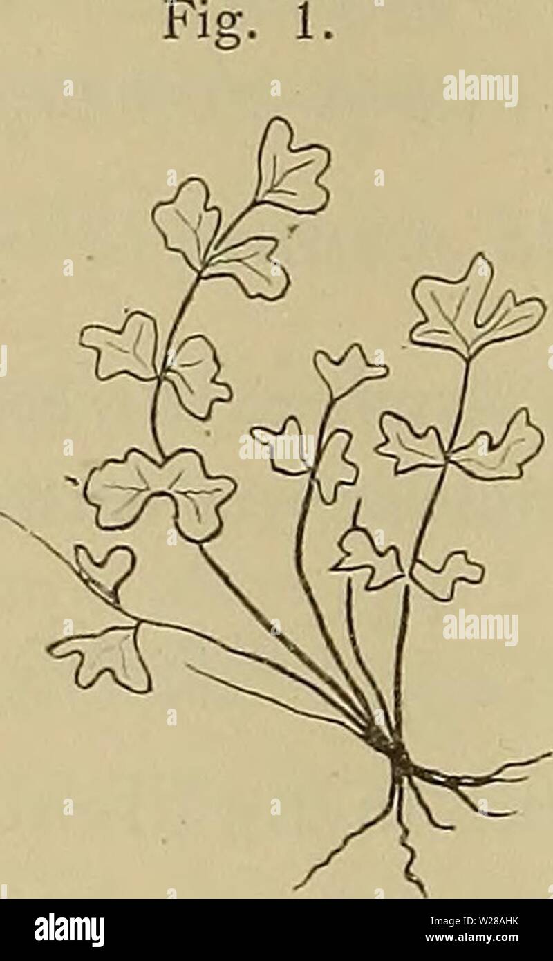 Archive image from page 401 of Denkschriften - Österreichische Akademie der. Denkschriften - Ãsterreichische Akademie der Wissenschaften  denkschriftens871912akad Year: 1850  334 Dr. L. Lam m e r may r, vegetierten an der linken Wand bei L â =. nocli fertile Exemplare von Aspleninm trichomanes. In 280 1 â¢ 8 77/Tiefe befanden sich nahe der hinter dem Ã¼berhÃ¤ngenden Eingange sich wieder aufwÃ¶lbenden Decke noch mehrere StÃ¶cke dieses Farnes, deren Wedel zumeist abgestorben und fiederlos waren. Wo aber Fiedern noch vorhanden waren, waren dieselben ungemein dÃ¼nn, durchscheinend, dunkelgrÃ¼n, sp Stock Photo