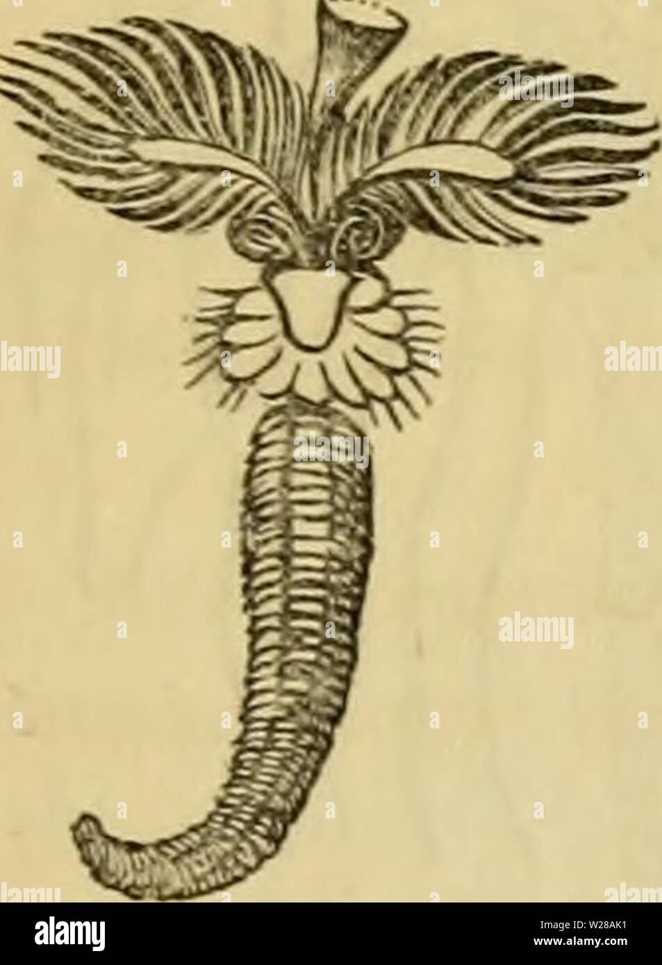 Archive image from page 402 of Cuvier's animal kingdom  arranged. Cuvier's animal kingdom : arranged according to its organization  cuviersanimalkin00cuvi Year: 1840  THE FIRST ORDER OF ANNELIDES. THE TUBICOLE. Some species of this division form a homogeneous, calcareous tube, which probably results from their transudation, like the shells of the MoUusks, but to which the muscles do not adhere ; others construct tubes, by agglutinating grains of sand, fragments of shells, and particles of mud, which they join by means of a membrane, which likewise is doubtless transuded ; lastly, there are som Stock Photo