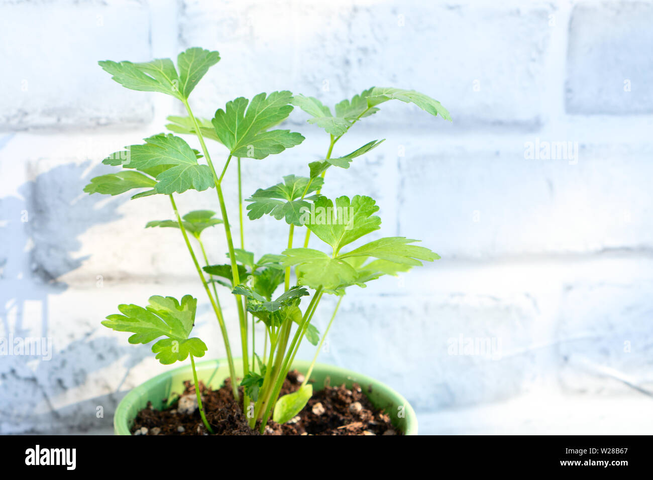 Young cilantro (coriander) plant with a white brick wall in the