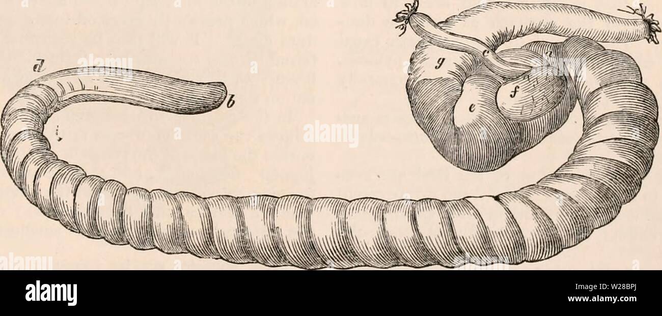Archive image from page 410 of The cyclopædia of anatomy and Stock Photo