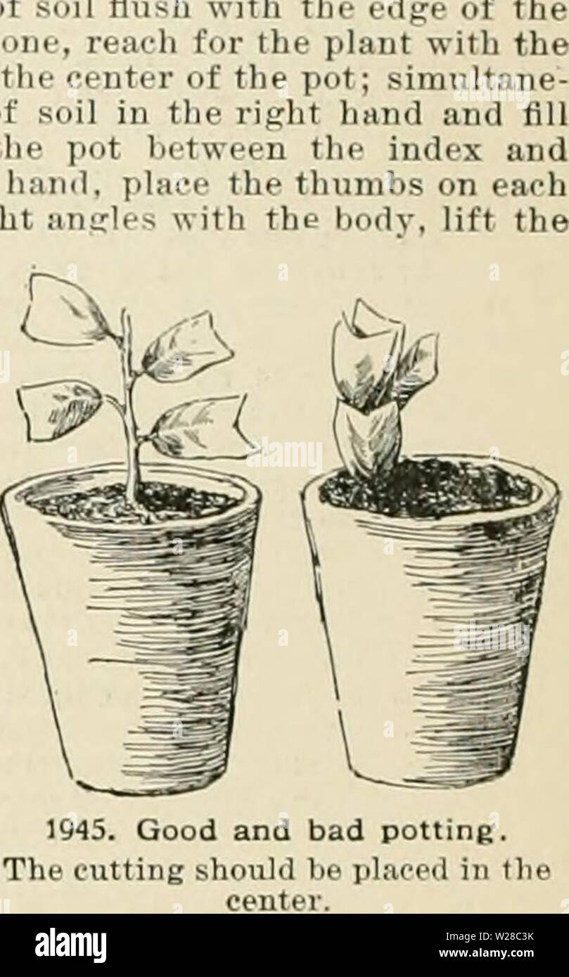 Archive image from page 413 of Cyclopedia of American horticulture, comprising. Cyclopedia of American horticulture, comprising suggestions for cultivation of horticultural plants, descriptions of the species of fruits, vegetables, flowers, and ornamental plants sold in the United States and Canada, together with geographical and biographical sketches  cyclopediaofam03bail Year: 1900  Fig. 1941 will sln.w h.tr.r t the plant should look aft.r i Repotting, when inr.ssar details with potliim' its, It time to do it, even wifli s|,r. Carefully remove all the- (.â so as not to injure the root best i Stock Photo