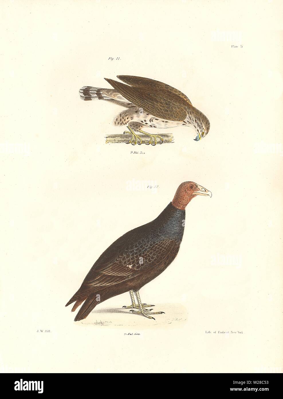 Plate V:   Figure 11The Broad-winged Buzzard(Buteo pensylvanicus) Figure 12The Turkey Buzzard(Cathartes aura)  - James De Kay, Birds of New York Stock Photo