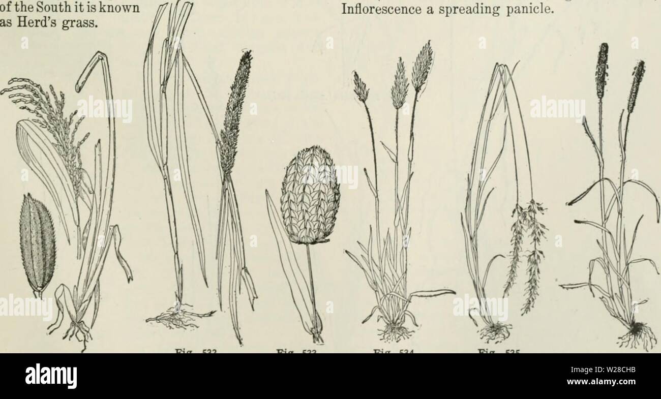 Archive image from page 418 of Cyclopedia of farm crops . Cyclopedia of farm crops : a popular survey of crops and crop-making methods in the United States and Canada  cyclopediaoffarm00bailuoft Year: 1922, c1907  GRASSES GRASSES 371 sandy seashore of Europe and America. Spikelets one-flowered, rather large and chartaceous ; rachilla prolonged as a bristle behind the palea. Inflores- cence a narrow, spike-like panicle. areiiaria, Link. Beach-grass. (Fig. 537.) A coarse perennial with rigid culms, long, tough, involute leaves and extensively creeping root- stocks, native along the sandy shores Stock Photo