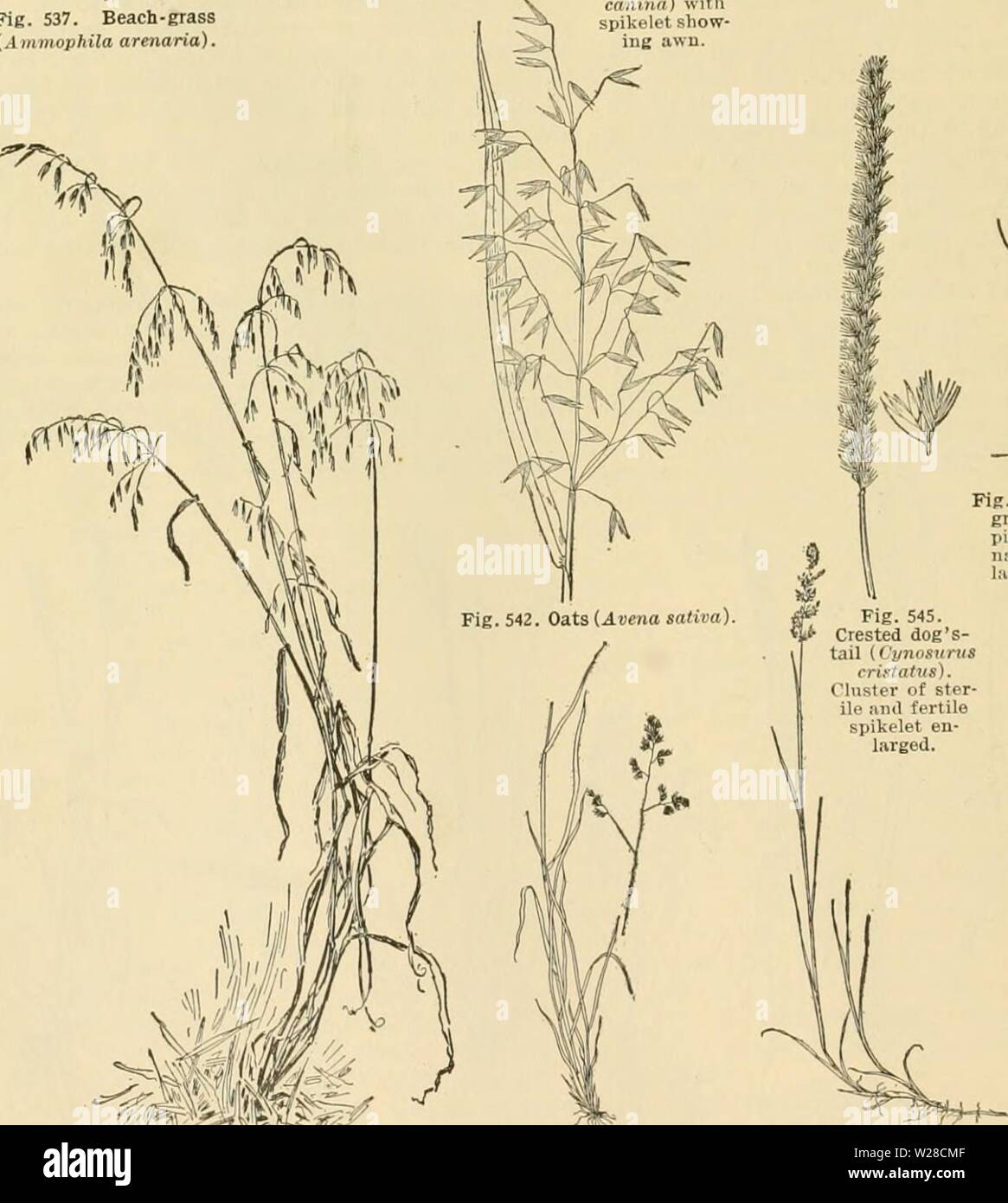 Archive image from page 419 of Cyclopedia of farm crops (1922). Cyclopedia of farm crops  cyclopediaoffarm00bail Year: 1922  Fig. 541. Velvet-grass {Holcus latiatiis). Fig. 538. Red-top {Agrostis alia). Fig. 537. Beach-grass (Ammophila arenaria). Fig. 539. Rhode Island Bent-grass (Agrostis caiiinn) witli spikelet sliow- iug awu. Fig. 540. Bermuda-grass {Cynodon Dactylon),  'im Stock Photo