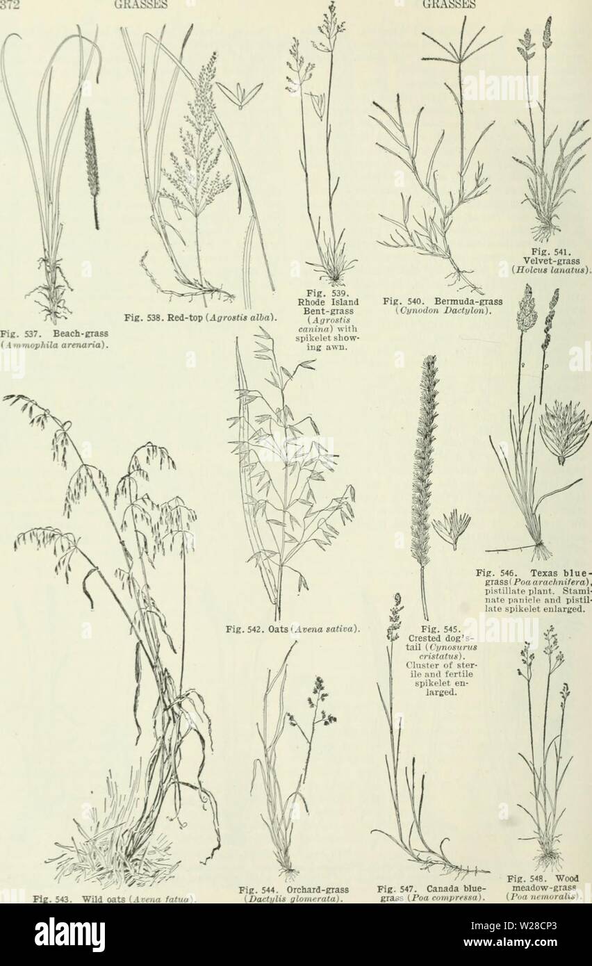 Archive image from page 419 of Cyclopedia of farm crops . Cyclopedia of farm crops : a popular survey of crops and crop-making methods in the United States and Canada  cyclopediaoffarm00bailuoft Year: 1922, c1907  GRASSES GRASSES    Fie. 543. Wild oats (Avena fatua) Fig. 548. Wood Fig. 547. Canada blue- meadow-grass grass (Poa compressa). {I'oa neinuralis). Stock Photo