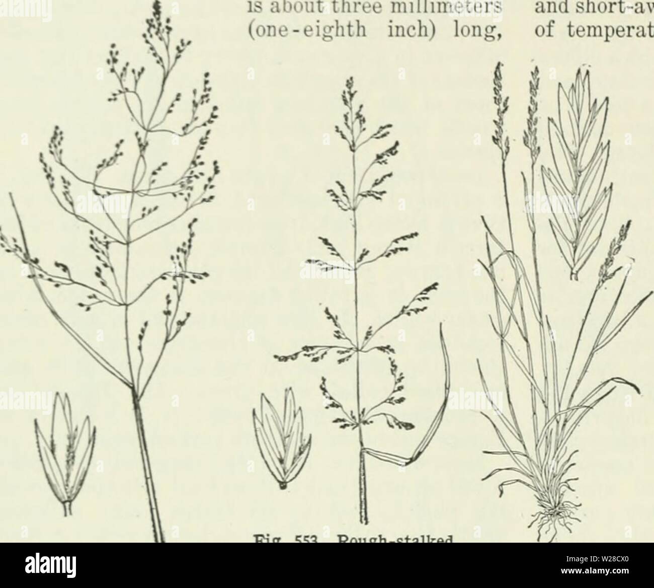 Archive image from page 421 of Cyclopedia of farm crops . Cyclopedia of farm crops : a popular survey of crops and crop-making methods in the United States and Canada  cyclopediaoffarm00bailuoft Year: 1922, c1907  374 GRASSES GRASSES tnflora, Gelib. (P. serotina, Ehrh.). Fowl Meadow- grass. (Fig. 5r»2.) This grass closely resembles P. ncmoralis. It usually grows taller and has a larger panicle. Frobably the best character to distinguish between the two is the ligule, which in triflora is about three millimeters (one-eighth inch) long,    Fig. 552. Fowl meadow-grass (Pnn triflora) and enlarged Stock Photo
