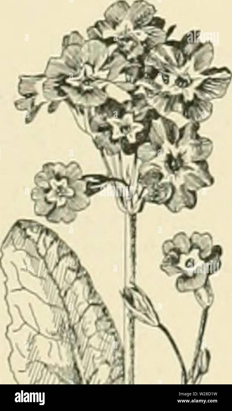 Archive image from page 422 of Cyclopedia of American horticulture, comprising. Cyclopedia of American horticulture, comprising suggestions for cultivation of horticultural plants, descriptions of the species of fruits, vegetables, flowers, and ornamental plants sold in the United States and Canada, together with geographical and biographical sketches  cyclopediaofam03bail Year: 1900  PRIMULA 21. rdsea, Royle. Tufted, 4-8 in. tall, glabrous, not mealy: Iv.s.many, oblong-obovateor oblanceolate, crenu- late or small-toothed: Us, few to many in a rather loose liead (each flower distinctly stalked Stock Photo