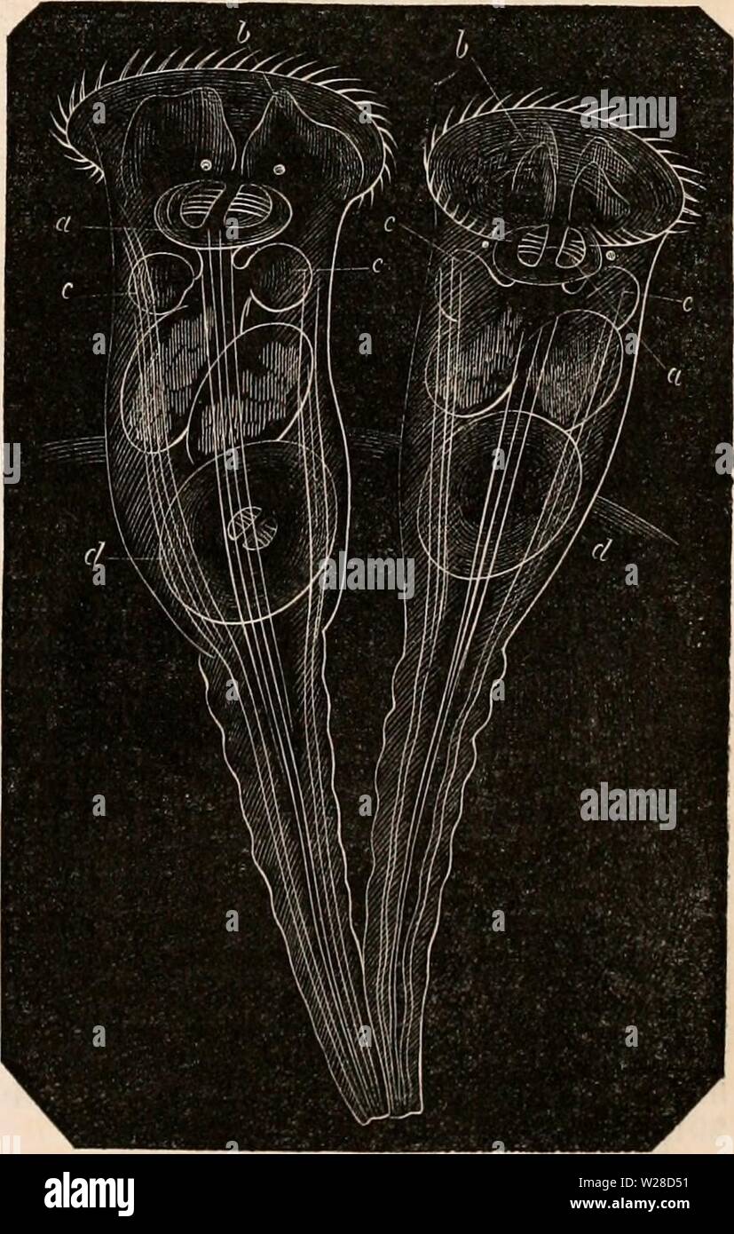 Archive image from page 422 of The cyclopædia of anatomy and Stock Photo