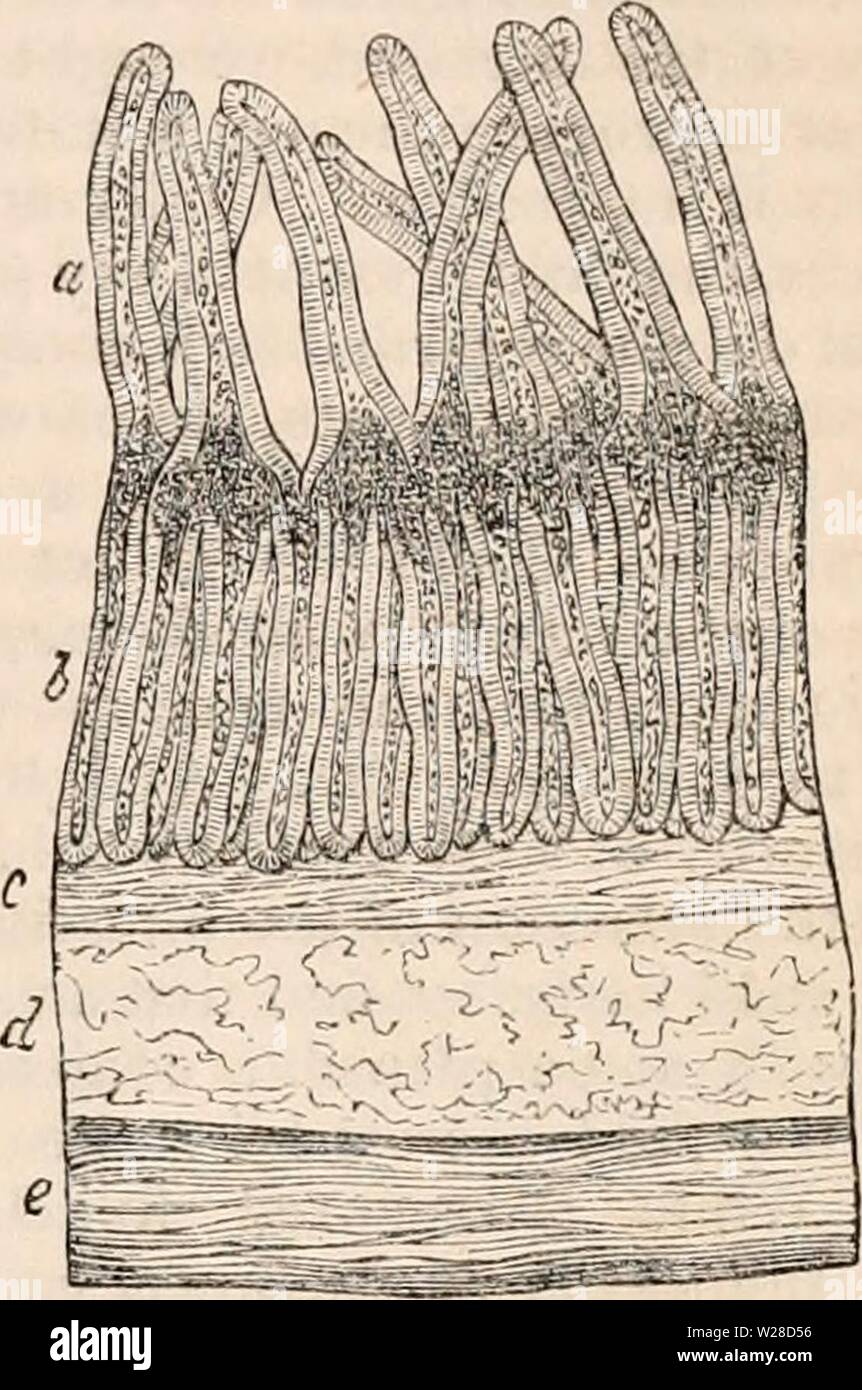 Archive image from page 422 of The cyclopædia of anatomy and Stock Photo