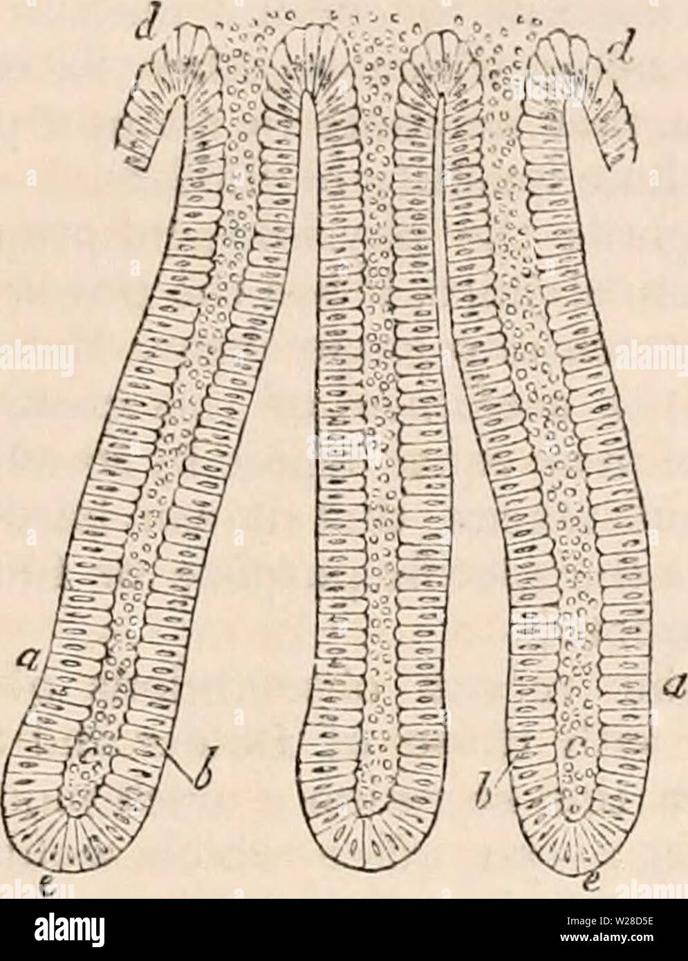 Archive image from page 422 of The cyclopædia of anatomy and Stock Photo